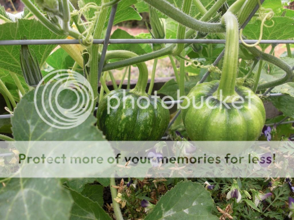 mystery squash photo summerpics049.jpg